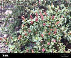 Image result for Myrothamnus flabellifolius
