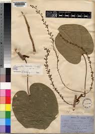 Image result for Chasmanthera dependens