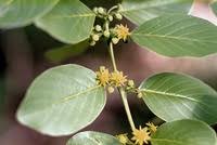 Image result for Berchemia discolor