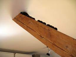 Aufgrund der komplizierten biologie dieser tiere unbedingt biologen hinzugezogen werden. Fledermause Im Haus Wir Helfen Lbv Gemeinsam Bayerns Natur Schutzen