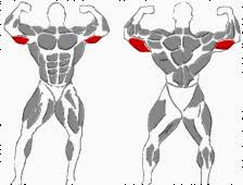 Image result for trizeps