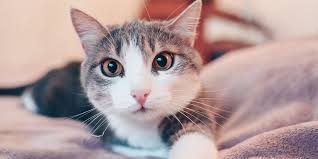 Maybe you would like to learn more about one of these? Madera Veterinary Hospital Emergency Pet Care Tucson