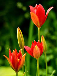 Tulipa Sprengeri Is A Bulbous Perennial With Glossy Bright Green Leaves And Solitary Goblet Shaped Bright R Most Beautiful Flowers Beautiful Flowers Flowers