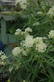 Pin By Melissa Morton Garden Design On Plant Design Inspiration Care In 2020 Asclepias Incarnata Asclepias Milkweed