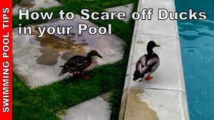 We did not find results for: How To Safely Get Rid Of Ducks In Your Swimming Pool