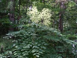 Aralia spinosa, commonly known as devil's walking stick, is a woody species of plant in the genus aralia, family araliaceae, native to eastern north america. Devil S Walking Stick October 2018 Wildflower Of The Month John Clayton