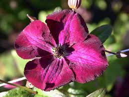 We did not find results for: Clematis Royal Velours Clematis Viticella Royal Velours Baumschule Horstmann