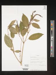 Image result for Hilleria latifolia