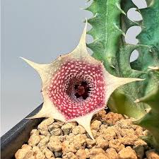 Image result for Huernia hislopii