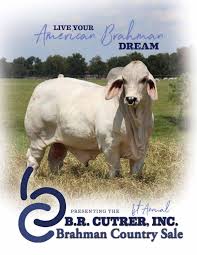 Affected brahman cattle grow poorly and have muscular weakness and neurologic disease. 2019 Brahman Country Sale Catalog By Ranch House Designs Issuu