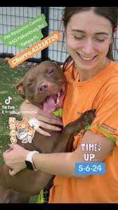 5-6-24 Adopted !! Thank you all for sharing! ❤️🐾, CHURRO A2218729 has  until tomorrow, 5-6-24 @ 5pm to receive a commitment. She loves to be  loved, as you can see!!! Il , This sweet cuddle bug deserves ...