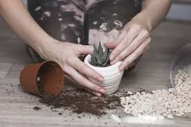 Remember desert cactus needs bright, hot sunlight during the growing season and several months in a cooler, less bright spot during the winter. Diy Potting Soil For Succulents Making Your Own Succulent Growing Medium
