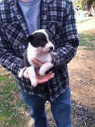 Border Collie Mcnab 4 Weeks Old Short Hair Puppies Cute Puppies Border Collie