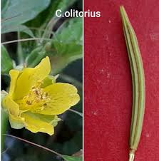 Image result for Corchorus schimperi