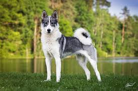 Image result for západosibiřská lajka