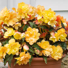 Image result for Begonia poculifera