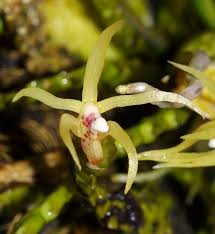 Image result for Nephrangis filiformis