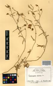 Image result for Cienfuegosia digitata