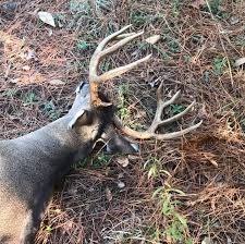 Plantation red hill brisbane apartment offers a quiet accommodation with a sunny balcony. Big Red Hill Plantation Posts Facebook