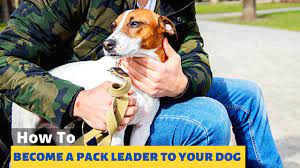 How To Become A Pack Leader Of Your Pet Dog? 🐶 Train Your Dog For Any  Command.. - Youtube