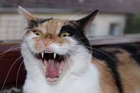 Normalerweise bekommst du davon aber nichts mit. Zahnwechsel Bei Katzen Vom Milchgebiss Zu Den Bleibenden Zahnen