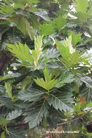 Image result for Artocarpus altilis