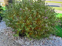 Image result for Polygala youngii