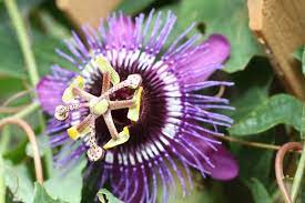 Las 15 flores más exóticas del mundo | Flores anuales, Flores, Flores  exóticas