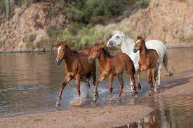 Despite 2016 Law Salt River Wild Horses Remain Unmanaged