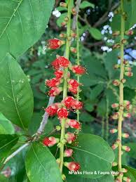 Image result for Barringtonia