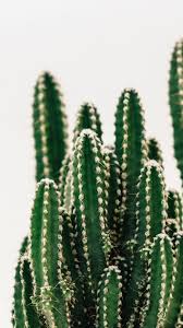 Cactus and succulents watercolor painting using daniel smith watercolors. Closeup Cactus Plant Nature Flowers Wallpapers Wallpaper Cave