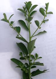 Image result for Phyllanthus maderaspatensis