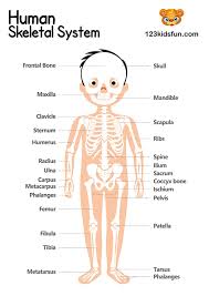 Health hotlist links to many additional sites related to the human body. Human Body Systems For Kids Free Printables Homeschooling 123 Kids Fun Apps