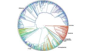 Check spelling or type a new query. First Comprehensive Tree Of Life Shows How Related You Are To Millions Of Species Science Aaas