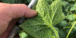 Image result for whitefly in cucumber