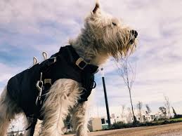 All aphis systems use the usda eauthentication security portal for application access. Everything You Need To Know About Moving Dogs And Cats To The Us Petrelocation