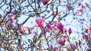 Height and spread in 20 years: Magnolias Burke S Backyard