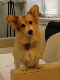 Long Haired Corgi Corgi Cute Small Dogs Cute Dogs And Puppies