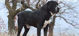 Taigo is 100% purebred, top quality central asian shepherd dog, who will come to you with up to date vaccinations, dewormed, microchipped, and with our 10 year health and lifetime puppyness guarantee. About The Central Asian Shepherd Breed Central Asian Shepherd Dog Breeders