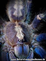 Formed in 1981 by drummer lars ulrich and guitarist and vocalist james hetfield, metallica have. Poecilotheria Metallica Auferstanden Aus Ruinen