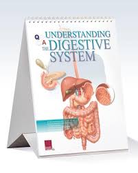 understanding digestive system flip chart medical chart