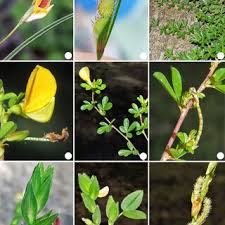 Image result for Zornia setosa