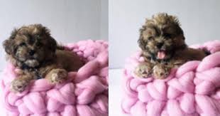 Big barker 7″ pillow top orthopedic dog bed. Learn How To Arm Knit Or Crochet A Super Comfy Bed For Your Pet I Can Has Cheezburger