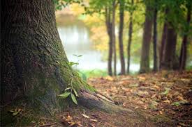 We did not find results for: Ioan Denes Ministrul Apelor Si PÄdurilor SuprafaÅ£a Terenurilor Acoperite Cu Arbori In Crestere 10 12 2018 Bursa Ro