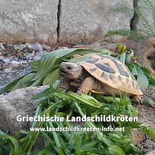 Hilfreiche informationen zur haltung und pflege von schildkröten findet man auf dieser seite. Schildkrotengehege Griechische Landschildkroten Artgerecht Halten