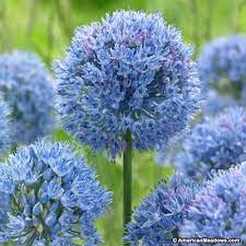 Blue Allium Bulbs True Blue Allium Azureum Or Allium Caeruleum Persian Onion Allium Flowers Bulb Flowers Plants