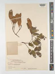 Image result for Pericopsis