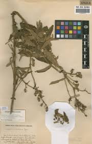 Image result for Dissotis longisepala