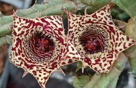 Image result for Huernia verekeri