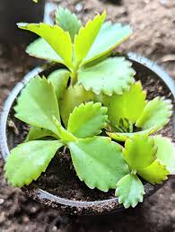 Image result for Bryophyllum